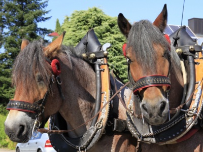 100 Jahre MVO: Jubiläums- & Dorffest – Foto 126