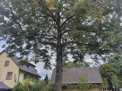 Dorfplatzeröffnung 2021 – Foto 28